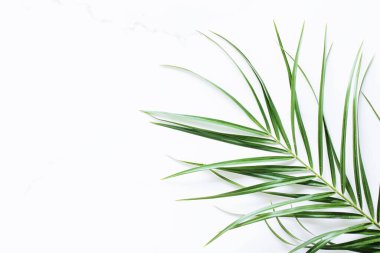 Beyaz mermer arka planda yeşil egzotik yaprak, lüks marka düz döşeme ve model kimlik tasarımı