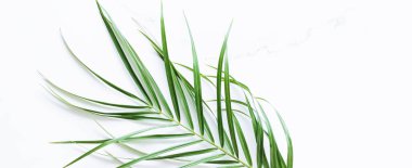 Beyaz mermer arka planda yeşil egzotik yaprak, lüks marka düz döşeme ve model kimlik tasarımı