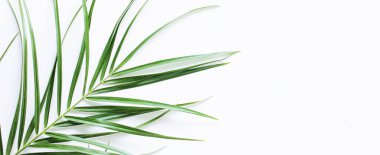 Beyaz mermer arka planda yeşil egzotik yaprak, lüks marka düz döşeme ve model kimlik tasarımı