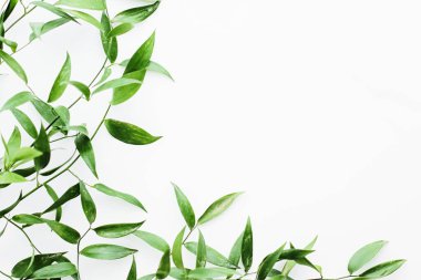 Botanik çerçeve düz olarak beyaz arkaplanda yeşil yapraklar, eko tasarım ve bahar doğası düz yatıyordu