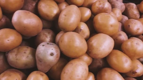 Frische und Bio-Kartoffeln auf Bauernmarkt — Stockvideo