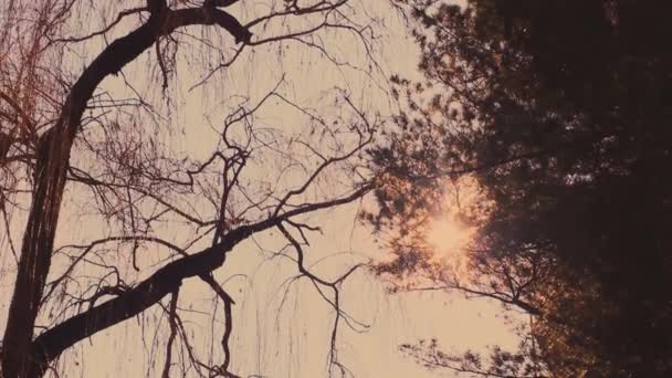 Дивлячись вгору в небо через вершини дерев, поки сонце світить через листя на заході сонця — стокове відео