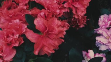 Bahar bahçesinde güzel pembe çiçekler, doğada güzel