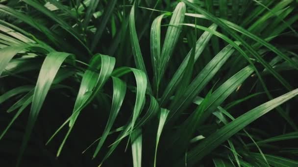 Zielone tropikalne rośliny, egzotyczny charakter — Wideo stockowe
