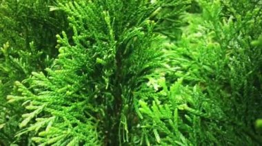 Thuja çalı duvarı bitki dokusu ve doğa arkaplanı olarak