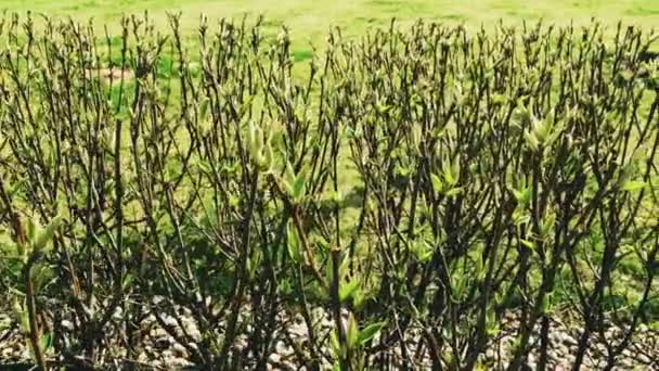 Zielone liście wiosny w ogrodzie botanicznym w słoneczny dzień, przyroda i środowisko — Wideo stockowe