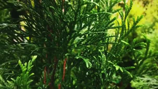 Ściana krzewu Thuja jako struktura roślinna i tło natury — Wideo stockowe