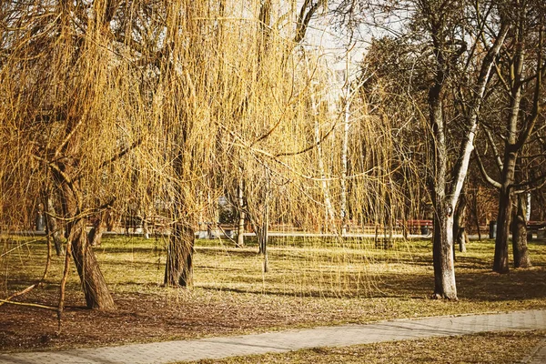 Au début du printemps ou de l'automne nature dans le parc, feuilles et arbres d'automne à l'extérieur, belle saison — Photo