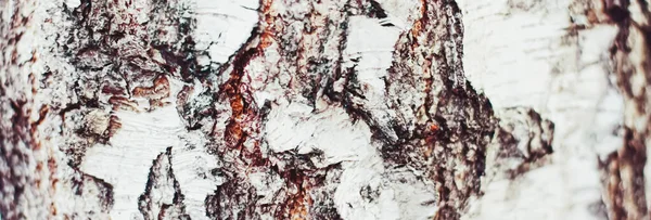 Madeira natural, textura de bétula como fundo de madeira, ambiente e natureza — Fotografia de Stock