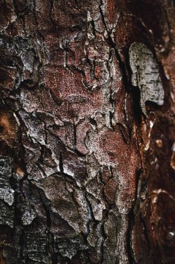 Doğal ahşap, ağaç dokusu ahşap arka plan, çevre ve doğa.