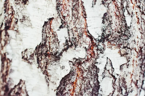 Naturträ, björk träd struktur som trä bakgrund, miljö och natur — Stockfoto