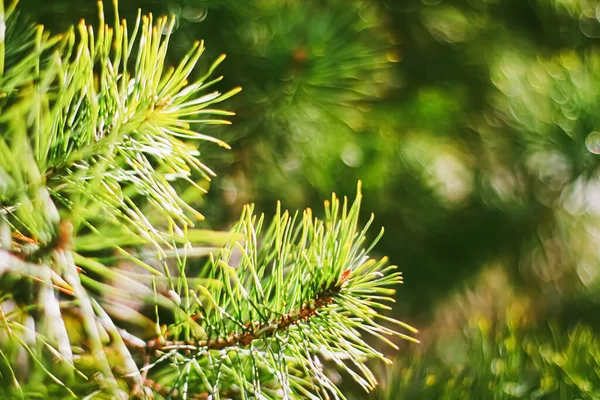 Spar boom takken als abstracte natuur achtergrond en natuurlijke omgeving — Stockfoto