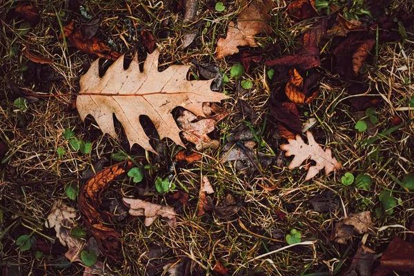 Folhas secas no chão no outono, tempo frio e estação de outono — Fotografia de Stock