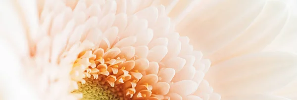 菊花的美丽、花卉艺术与自然之美 — 图库照片