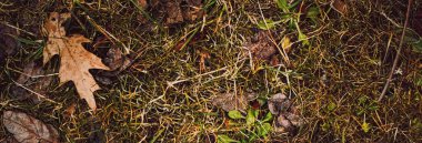 Sonbaharda yerde kuru yapraklar, soğuk hava ve sonbahar mevsimi