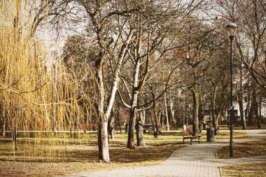 Parkta ilkbahar ya da sonbahar doğası, açık havada yapraklar ve ağaçlar, güzel mevsim.