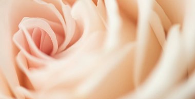 Bahçedeki gül çiçeği, çiçek güzelliği ve botanik geçmişi düğün davetiyesi ve tebrik kartı, doğa ve çevre konsepti.