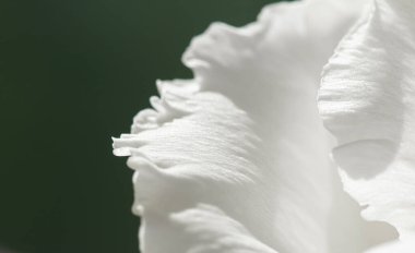 Bahçedeki gül çiçeği, çiçek güzelliği ve botanik geçmişi düğün davetiyesi ve tebrik kartı, doğa ve çevre konsepti.