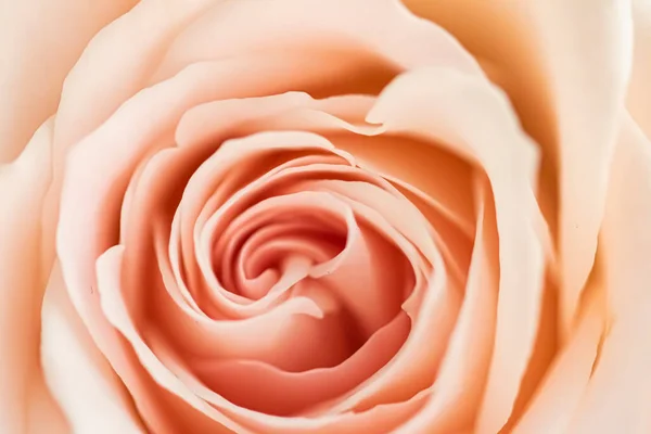 Rosa flor en un jardín, belleza floral y fondo botánico para la invitación de la boda y tarjeta de felicitación, la naturaleza y el medio ambiente concepto — Foto de Stock