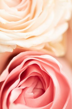 Bahçedeki gül çiçeği, çiçek güzelliği ve botanik geçmişi düğün davetiyesi ve tebrik kartı, doğa ve çevre konsepti.