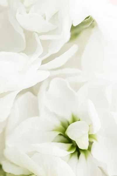 Fiori in giardino, bellezza floreale e sfondo botanico per invito di nozze e biglietto di auguri, natura e ambiente concetto — Foto Stock