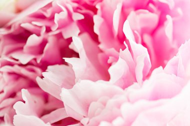 Bahçedeki şakayık çiçeği, çiçek güzelliği ve botanik geçmişi düğün davetiyesi ve tebrik kartı, doğa ve çevre konsepti.