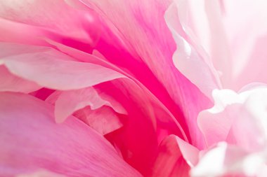 Bahçedeki şakayık çiçeği, çiçek güzelliği ve botanik geçmişi düğün davetiyesi ve tebrik kartı, doğa ve çevre konsepti.