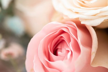 Bahçedeki gül çiçeği, çiçek güzelliği ve botanik geçmişi düğün davetiyesi ve tebrik kartı, doğa ve çevre konsepti.