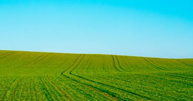 Yeşil alan ve mavi gökyüzü, doğa ve çevre olarak güzel bir çayır.