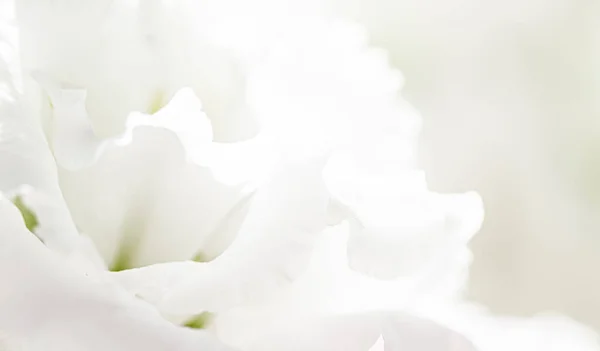 Rosa fiore in un giardino, bellezza floreale e sfondo botanico per invito di nozze e biglietto di auguri, natura e ambiente concetto — Foto Stock