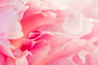 Bahçedeki şakayık çiçeği, çiçek güzelliği ve botanik geçmişi düğün davetiyesi ve tebrik kartı, doğa ve çevre konsepti.