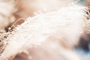 İlkbahar ya da sonbahar başında doğa, botanik bahçesinde soğuk hava