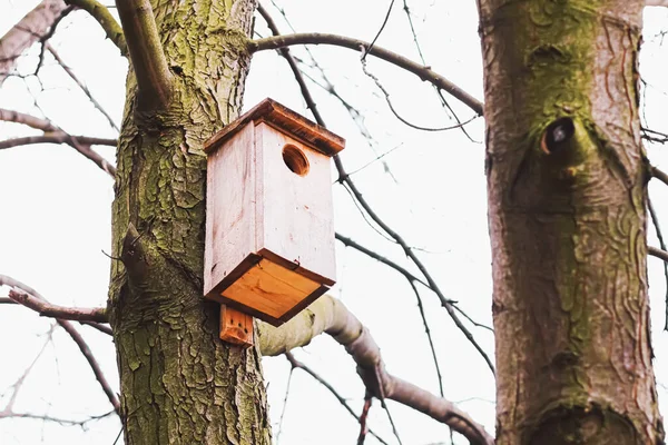 Пташиний будинок на дереві ранньої весни або осені, птахи і природа — стокове фото