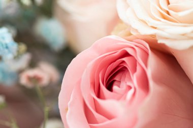 Bahçedeki gül çiçeği, çiçek güzelliği ve botanik geçmişi düğün davetiyesi ve tebrik kartı, doğa ve çevre konsepti.