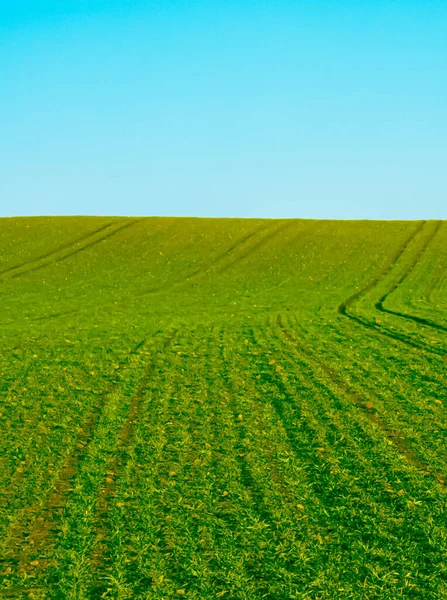 Green field and blue sky, beautiful meadow as nature and environmental background — Stock Photo, Image