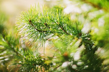 Spruce ağacı dalları soyut doğa arka plan ve doğal çevre olarak