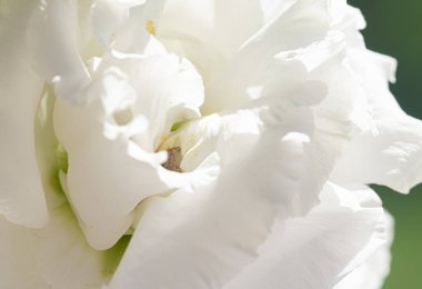 Bahçedeki gül çiçeği, çiçek güzelliği ve botanik geçmişi düğün davetiyesi ve tebrik kartı, doğa ve çevre konsepti.