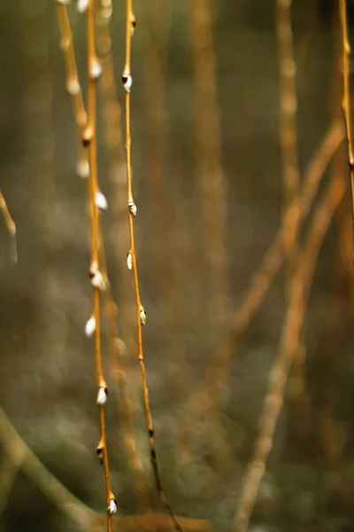 Přírodní zázemí na jaře nebo na podzim, chladné počasí v botanické zahradě — Stock fotografie