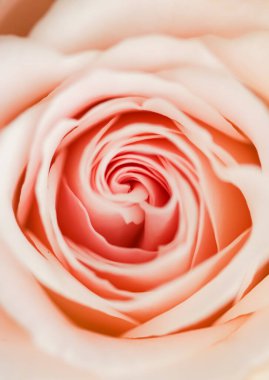 Bahçedeki gül çiçeği, çiçek güzelliği ve botanik geçmişi düğün davetiyesi ve tebrik kartı, doğa ve çevre konsepti.