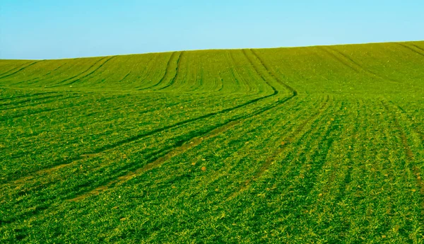 Green field and blue sky, beautiful meadow as nature and environmental background — Stock Photo, Image