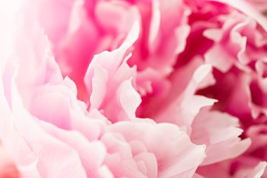 Bahçedeki şakayık çiçeği, çiçek güzelliği ve botanik geçmişi düğün davetiyesi ve tebrik kartı, doğa ve çevre konsepti.