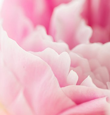 Bahçedeki şakayık çiçeği, çiçek güzelliği ve botanik geçmişi düğün davetiyesi ve tebrik kartı, doğa ve çevre konsepti.