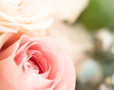 Bahçedeki gül çiçeği, çiçek güzelliği ve botanik geçmişi düğün davetiyesi ve tebrik kartı, doğa ve çevre konsepti.