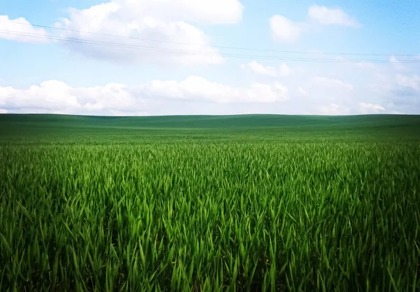 Campo verde e céu azul com nuvens, belo prado como natureza e fundo ambiental — Fotografia de Stock