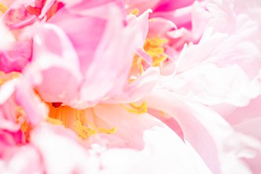 Bahçedeki şakayık çiçeği, çiçek güzelliği ve botanik geçmişi düğün davetiyesi ve tebrik kartı, doğa ve çevre konsepti.