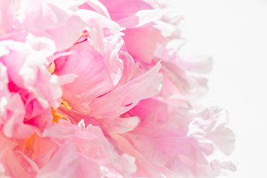 Bahçedeki şakayık çiçeği, çiçek güzelliği ve botanik geçmişi düğün davetiyesi ve tebrik kartı, doğa ve çevre konsepti.