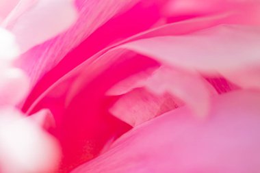 Bahçedeki şakayık çiçeği, çiçek güzelliği ve botanik geçmişi düğün davetiyesi ve tebrik kartı, doğa ve çevre konsepti.