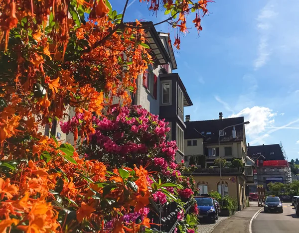 Virágzó fák és ház az utcán Richterswil, kanton Zürich Svájcban, svájci építészet és ingatlan — Stock Fotó