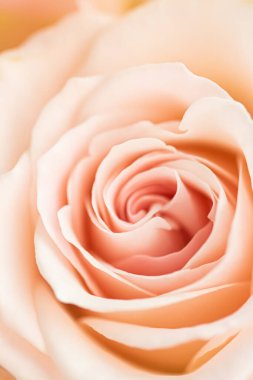 Bahçedeki gül çiçeği, çiçek güzelliği ve botanik geçmişi düğün davetiyesi ve tebrik kartı, doğa ve çevre konsepti.