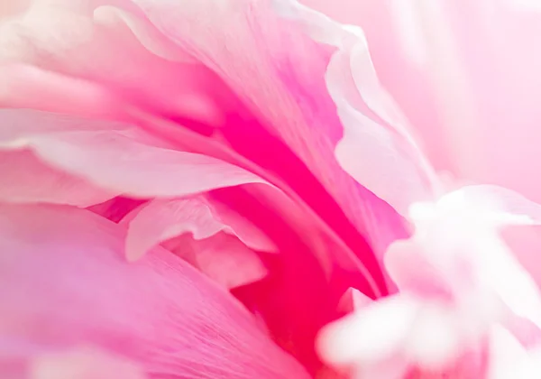 Цветок пиона в саду, цветочная красота и ботанический фон для свадебного приглашения и поздравительной открытки, концепции природы и окружающей среды — стоковое фото